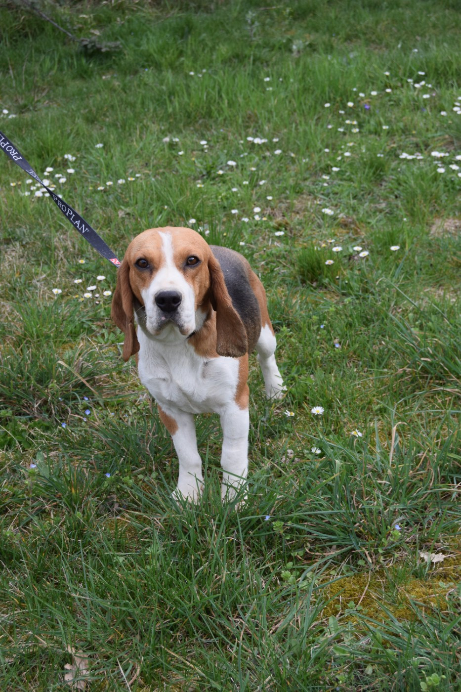 Vaudou Bcbg Belle Carrure Belle Gueule