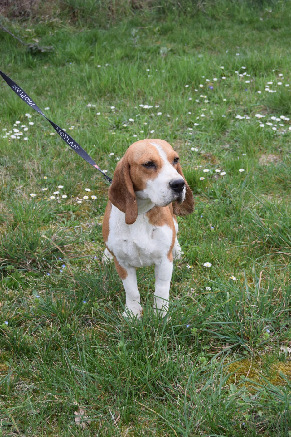 Vaudou Bcbg Belle Carrure Belle Gueule