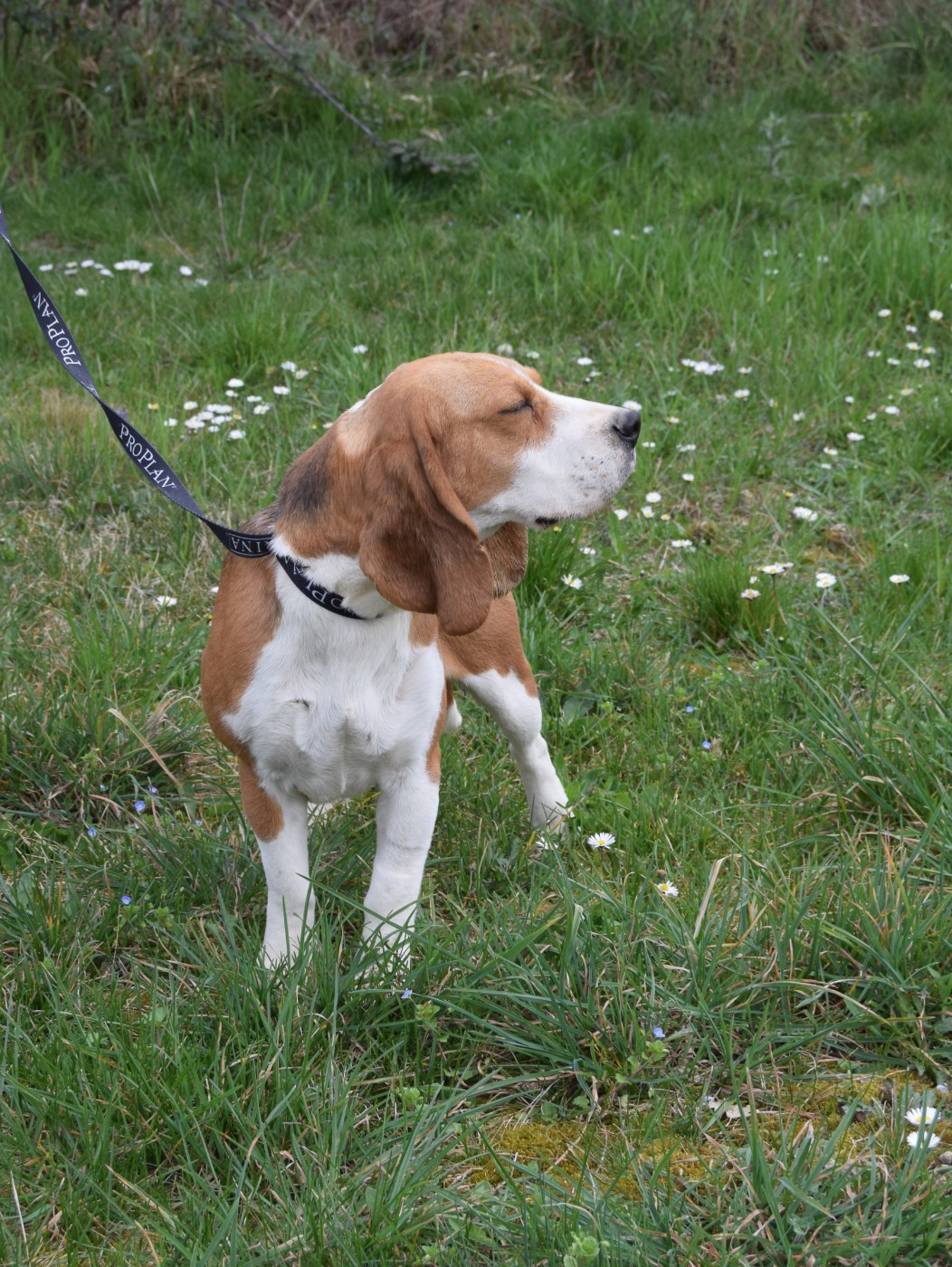 Vaudou Bcbg Belle Carrure Belle Gueule