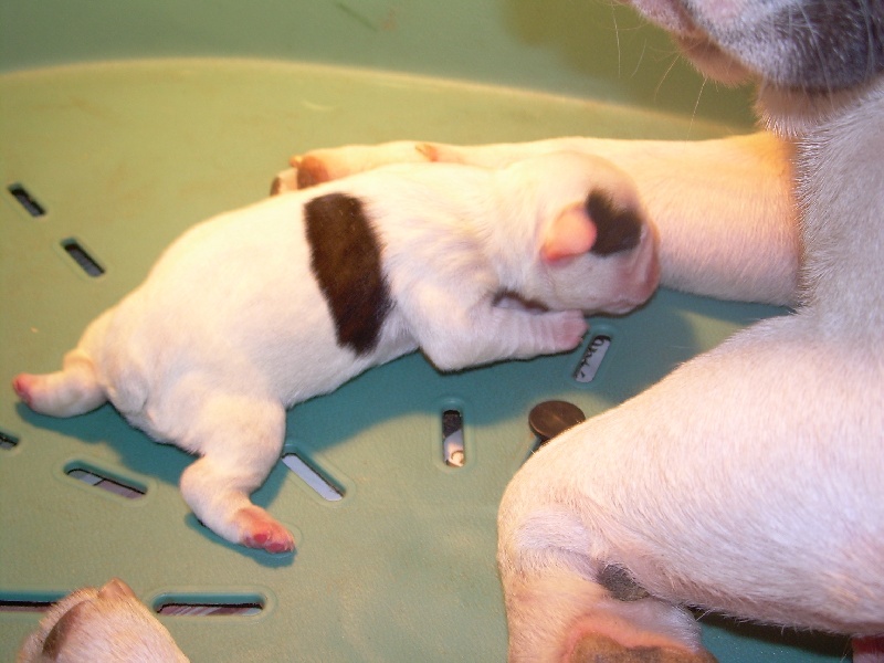 Cuddly intelligent amazing dite c.i.a. Bcbg Belle Carrure Belle Gueule