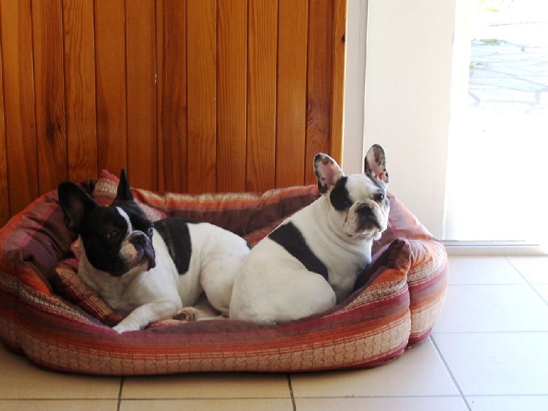 Cuddly intelligent amazing dite c.i.a. Bcbg Belle Carrure Belle Gueule