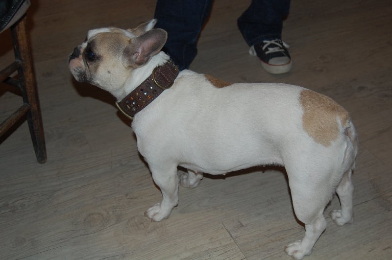 A light liche Bcbg Belle Carrure Belle Gueule