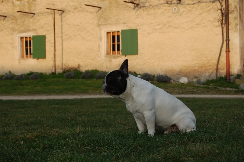 Ckiproko Bcbg Belle Carrure Belle Gueule