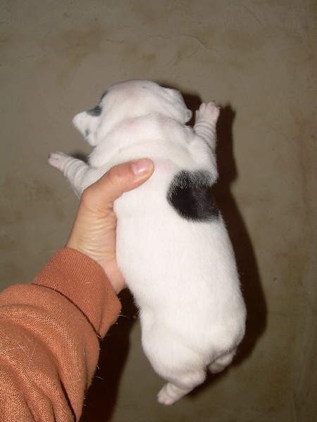 Cuddly intelligent amazing dite c.i.a. Bcbg Belle Carrure Belle Gueule