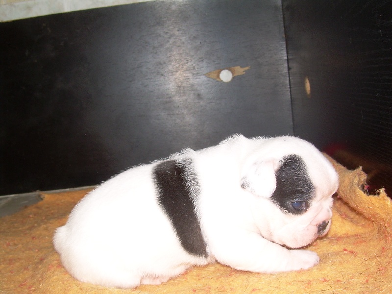 Cuddly intelligent amazing dite c.i.a. Bcbg Belle Carrure Belle Gueule