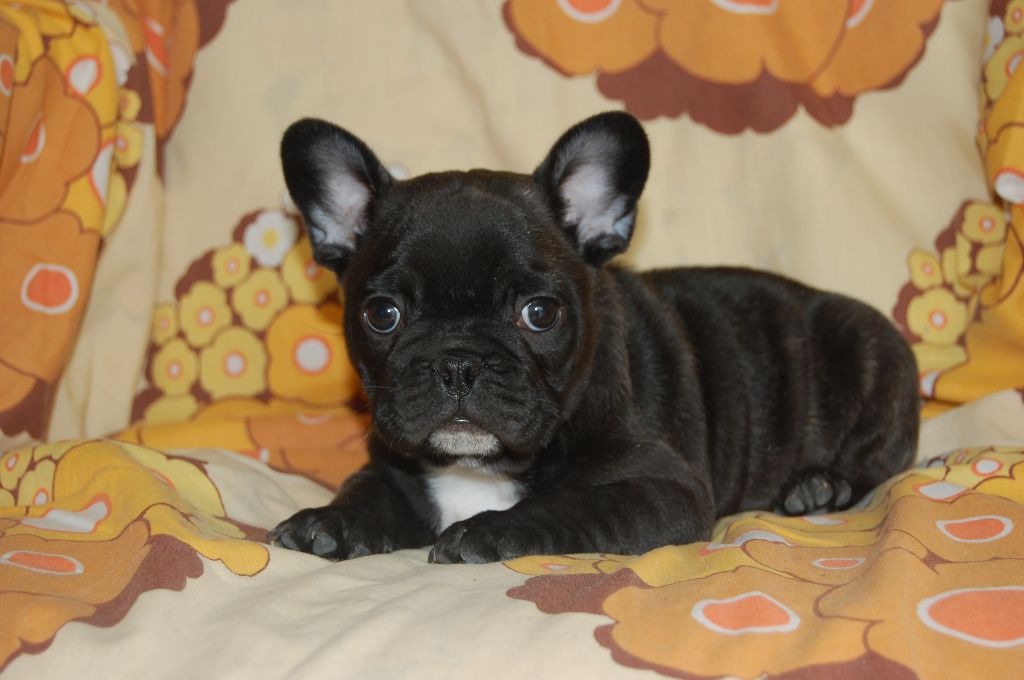 Nardéchoix premier Bcbg Belle Carrure Belle Gueule