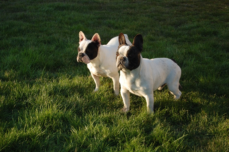 Publication : Bcbg Belle Carrure Belle Gueule Auteur : E. Allemand