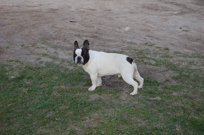 Ckiproko Bcbg Belle Carrure Belle Gueule