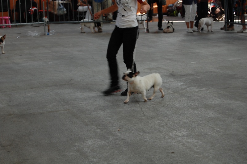 Cuddly intelligent amazing dite c.i.a. Bcbg Belle Carrure Belle Gueule