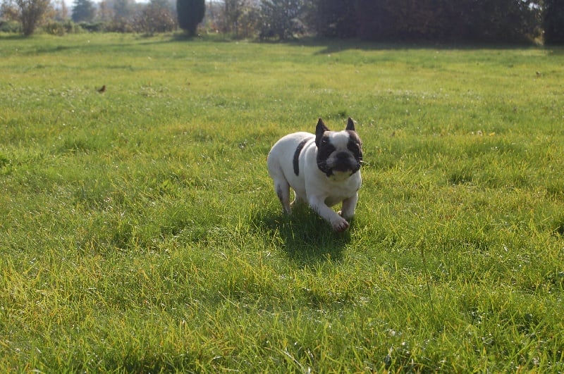 Ckiproko Bcbg Belle Carrure Belle Gueule