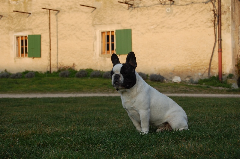 Ckiproko Bcbg Belle Carrure Belle Gueule