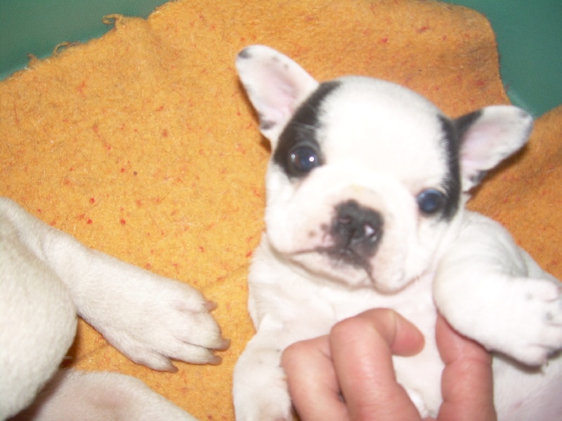 Cuddly intelligent amazing dite c.i.a. Bcbg Belle Carrure Belle Gueule