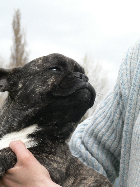 Chromozome d'upercut Bcbg Belle Carrure Belle Gueule