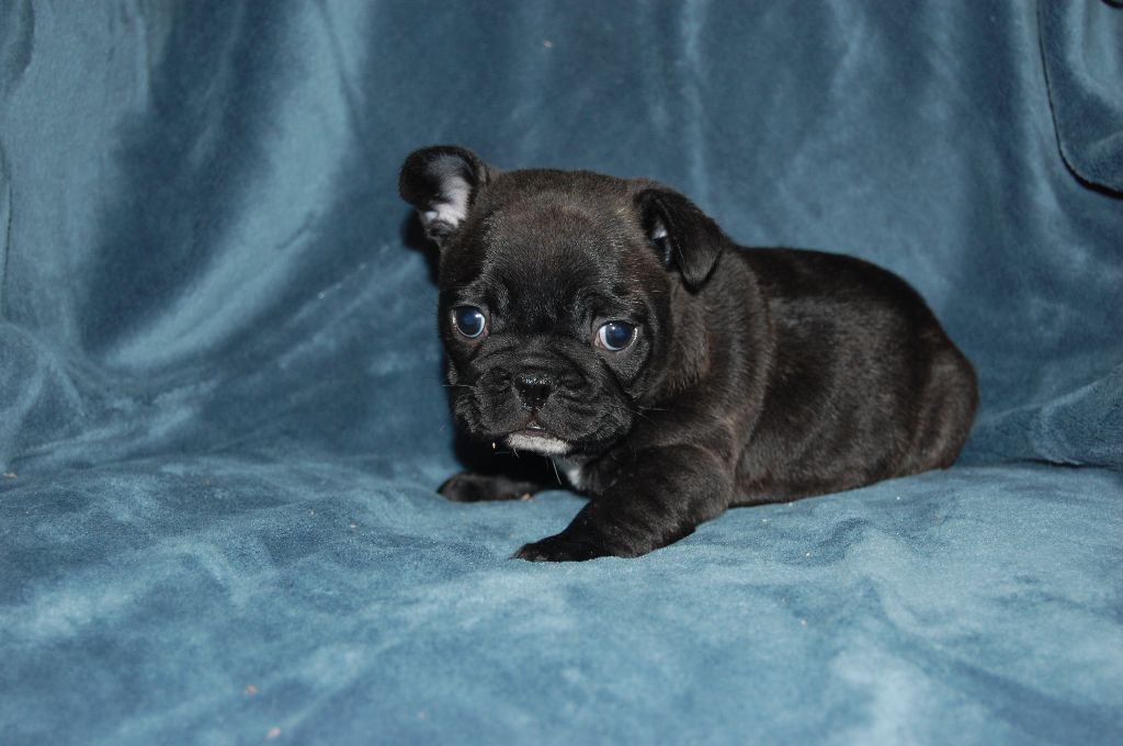 Nardéchoix premier Bcbg Belle Carrure Belle Gueule