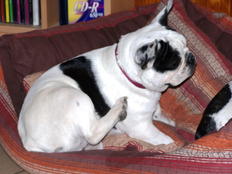 Cuddly intelligent amazing dite c.i.a. Bcbg Belle Carrure Belle Gueule