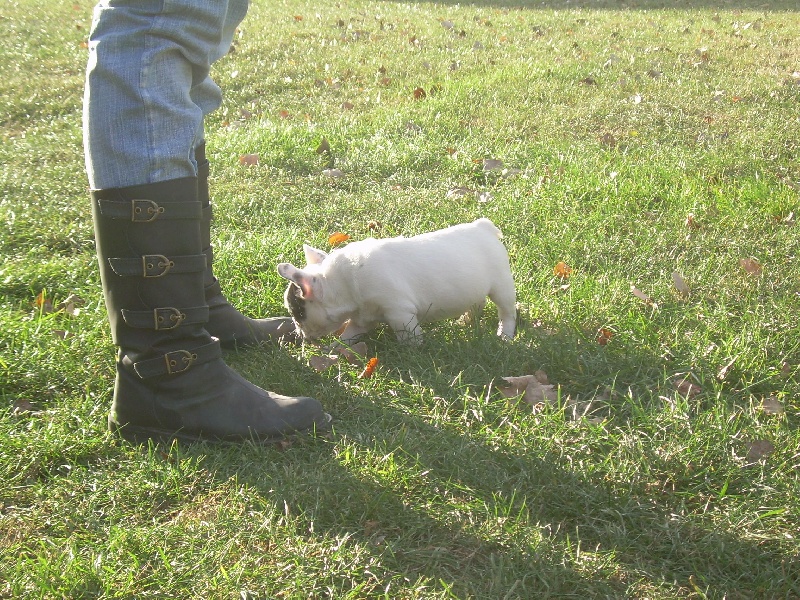 Cuddly intelligent amazing dite c.i.a. Bcbg Belle Carrure Belle Gueule