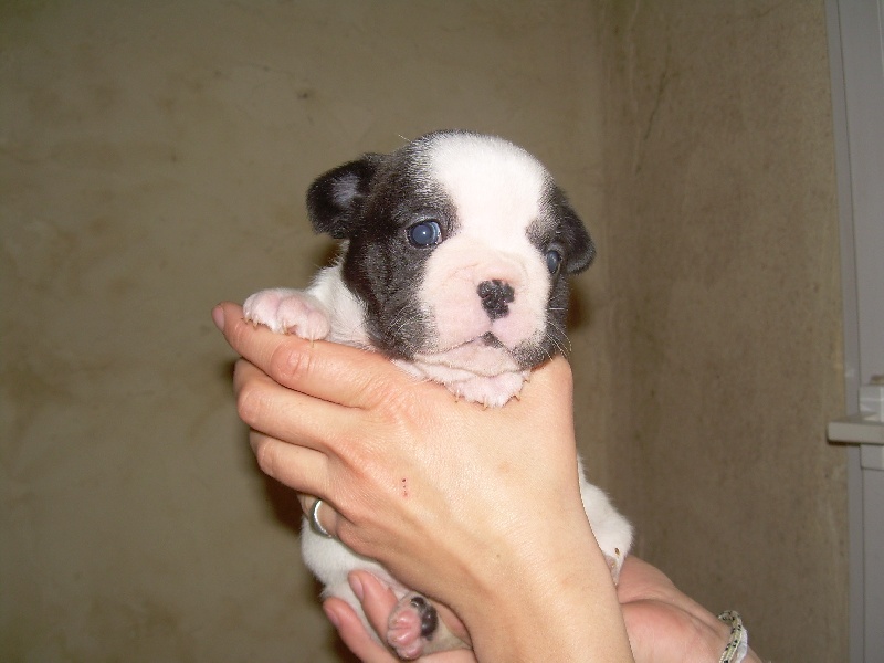 Ckiproko Bcbg Belle Carrure Belle Gueule