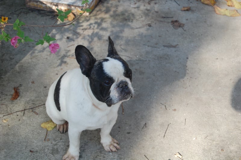 Ckiproko Bcbg Belle Carrure Belle Gueule