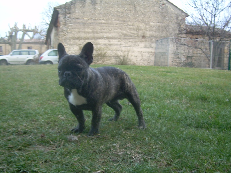 Chromozome d'upercut Bcbg Belle Carrure Belle Gueule