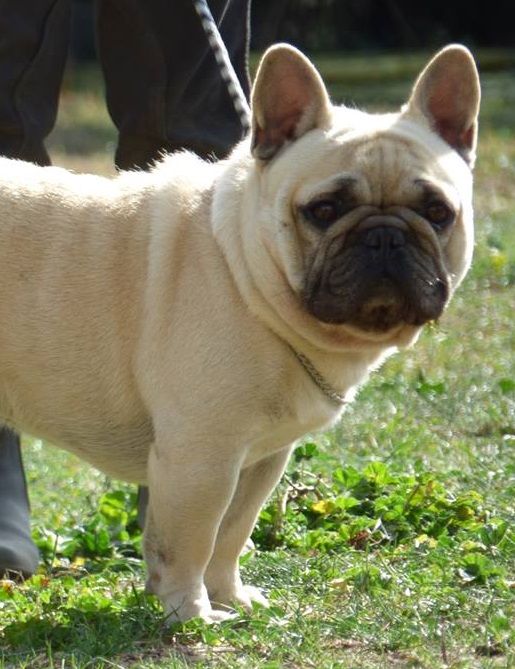 Lako Bcbg Belle Carrure Belle Gueule