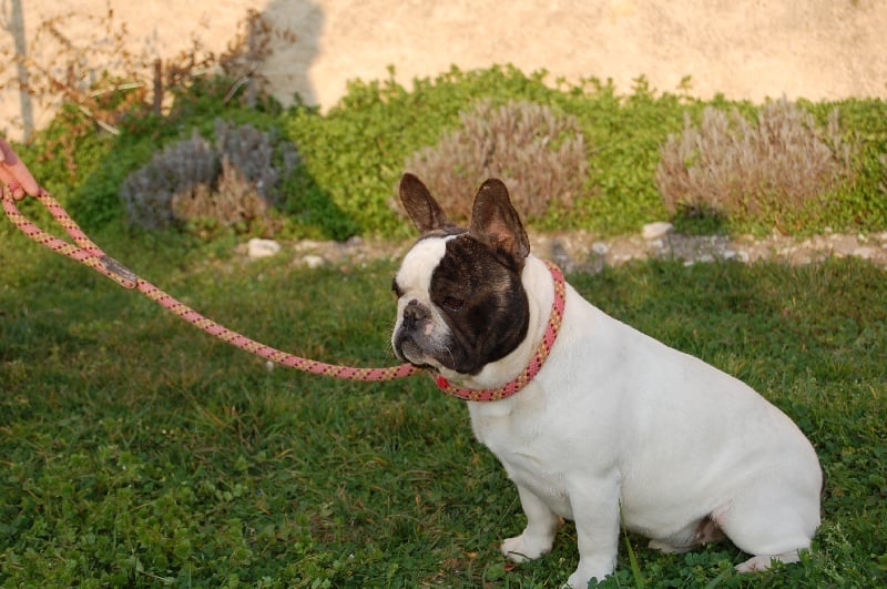 Ckiproko Bcbg Belle Carrure Belle Gueule