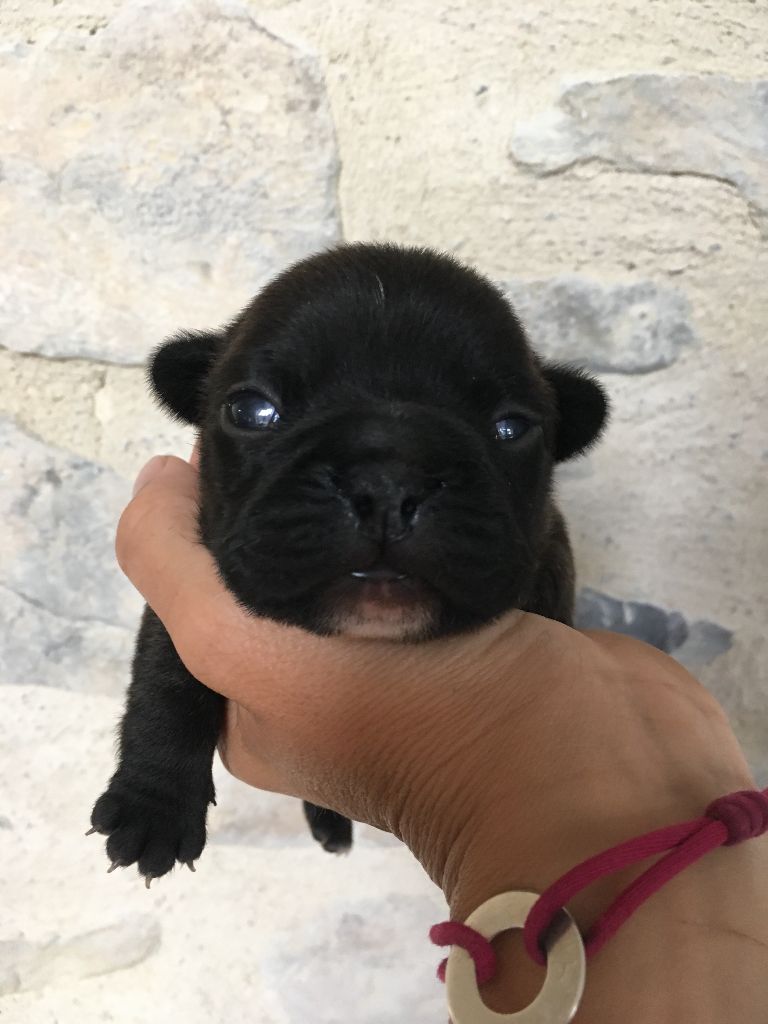 Nardéchoix premier Bcbg Belle Carrure Belle Gueule