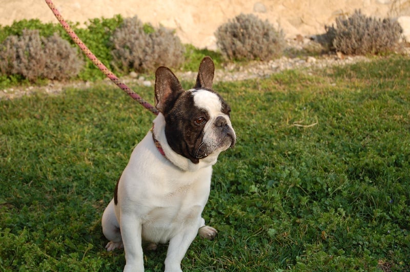 Ckiproko Bcbg Belle Carrure Belle Gueule