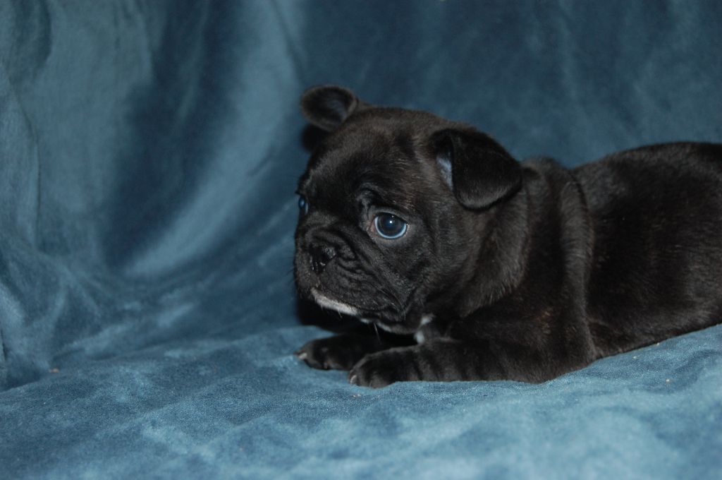 Nardéchoix premier Bcbg Belle Carrure Belle Gueule