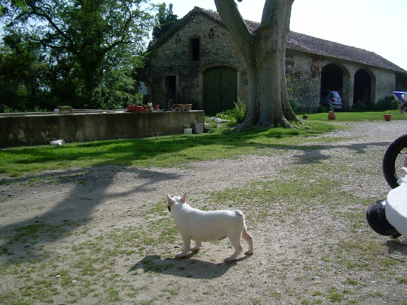 Publication : Bcbg Belle Carrure Belle Gueule Auteur : E. Allemand