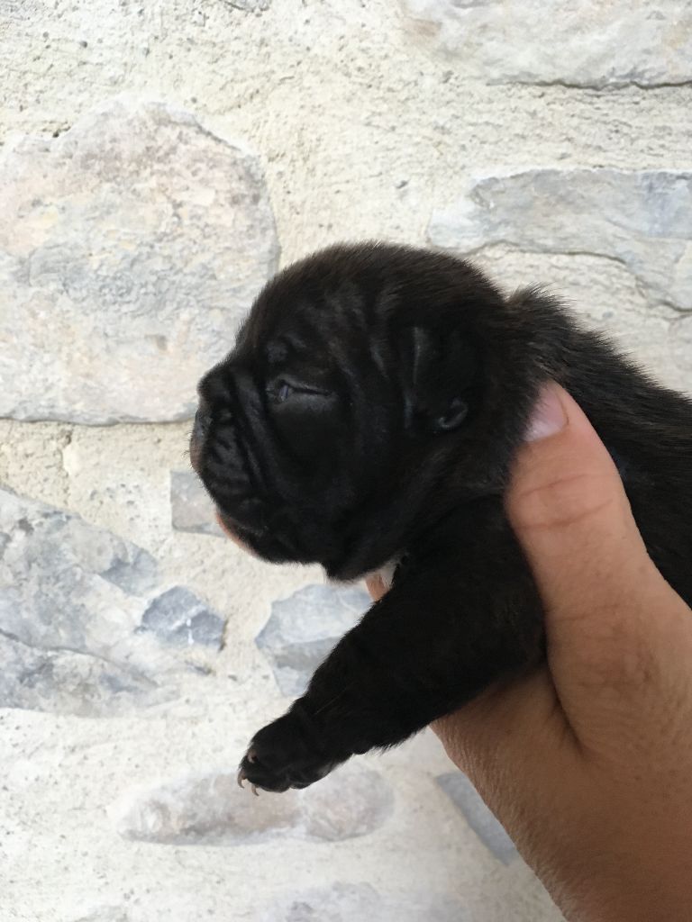 Nardéchoix premier Bcbg Belle Carrure Belle Gueule