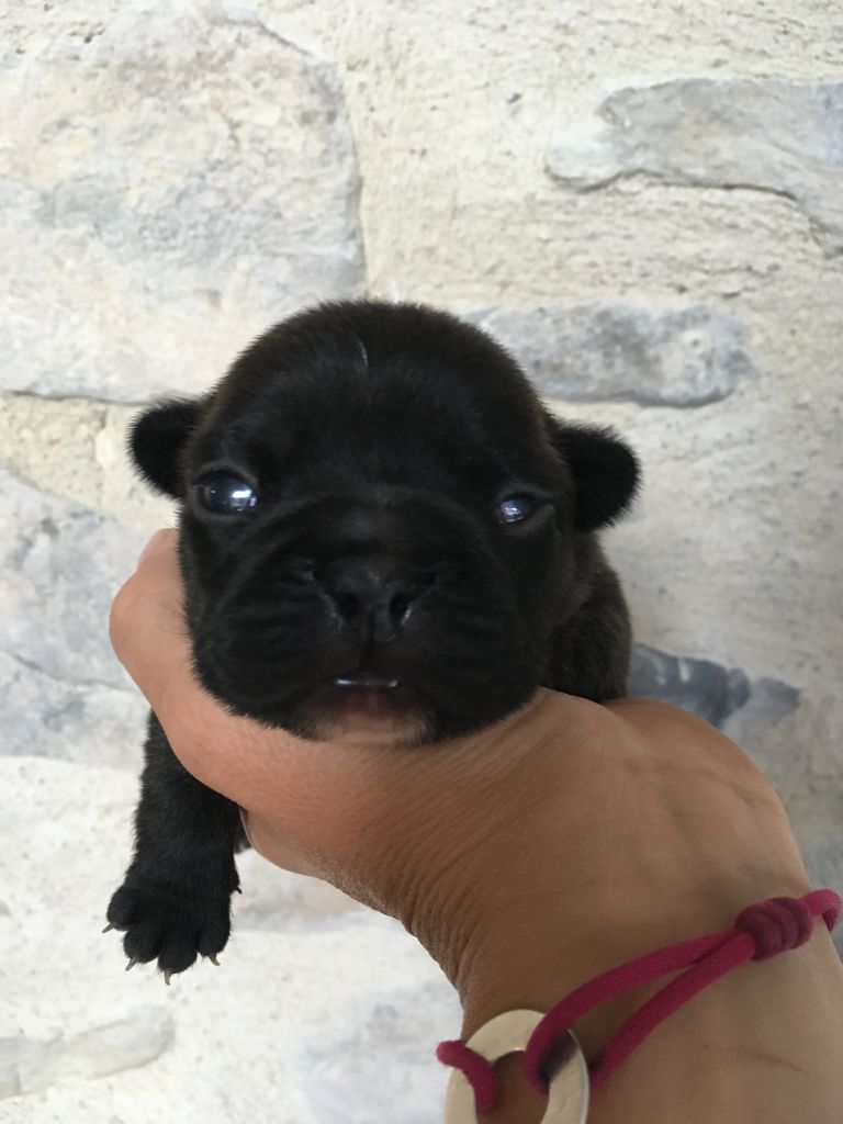 Nardéchoix premier Bcbg Belle Carrure Belle Gueule