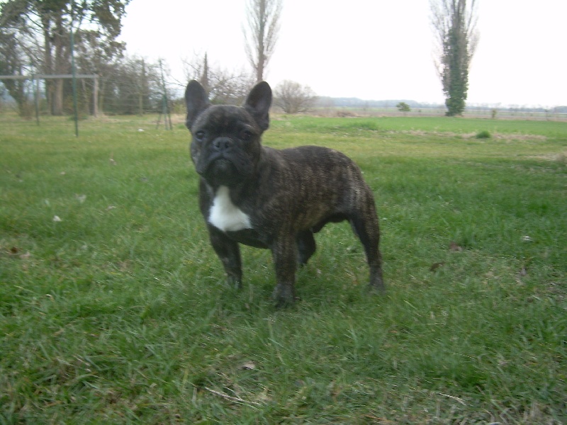 Chromozome d'upercut Bcbg Belle Carrure Belle Gueule