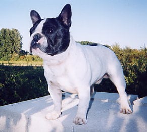 A light liche Bcbg Belle Carrure Belle Gueule