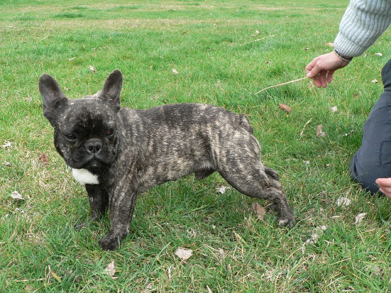 Chromozome d'upercut Bcbg Belle Carrure Belle Gueule