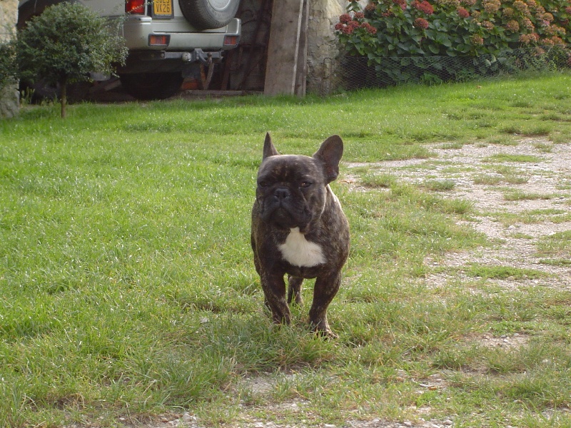 Chromozome d'upercut Bcbg Belle Carrure Belle Gueule