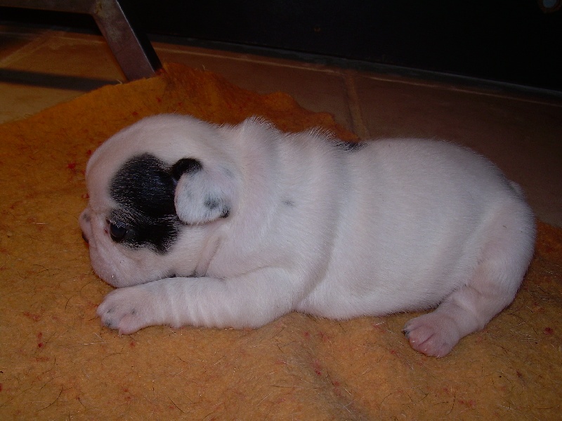 Cuddly intelligent amazing dite c.i.a. Bcbg Belle Carrure Belle Gueule