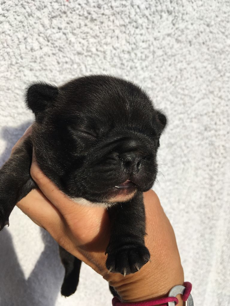 Nardéchoix premier Bcbg Belle Carrure Belle Gueule