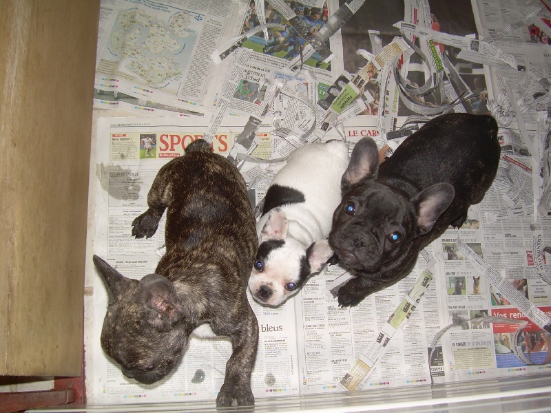 Cuddly intelligent amazing dite c.i.a. Bcbg Belle Carrure Belle Gueule