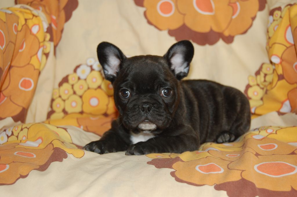 Nardéchoix premier Bcbg Belle Carrure Belle Gueule