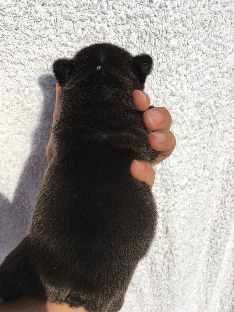 Nardéchoix premier Bcbg Belle Carrure Belle Gueule