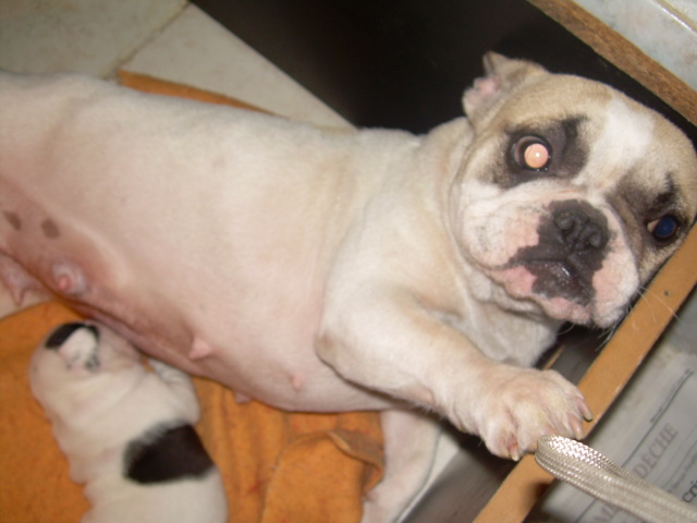 Cuddly intelligent amazing dite c.i.a. Bcbg Belle Carrure Belle Gueule