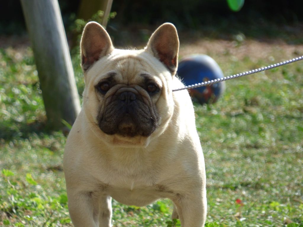 Lako Bcbg Belle Carrure Belle Gueule