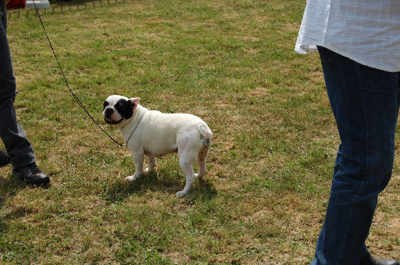 Publication : Bcbg Belle Carrure Belle Gueule Auteur : E. Allemand