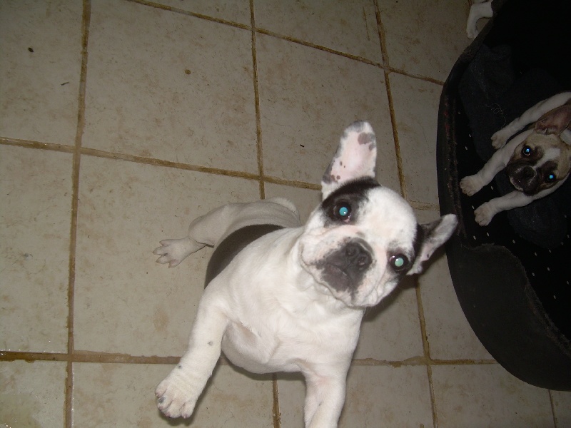 Cuddly intelligent amazing dite c.i.a. Bcbg Belle Carrure Belle Gueule