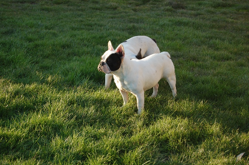 Publication : Bcbg Belle Carrure Belle Gueule Auteur : E. Allemand