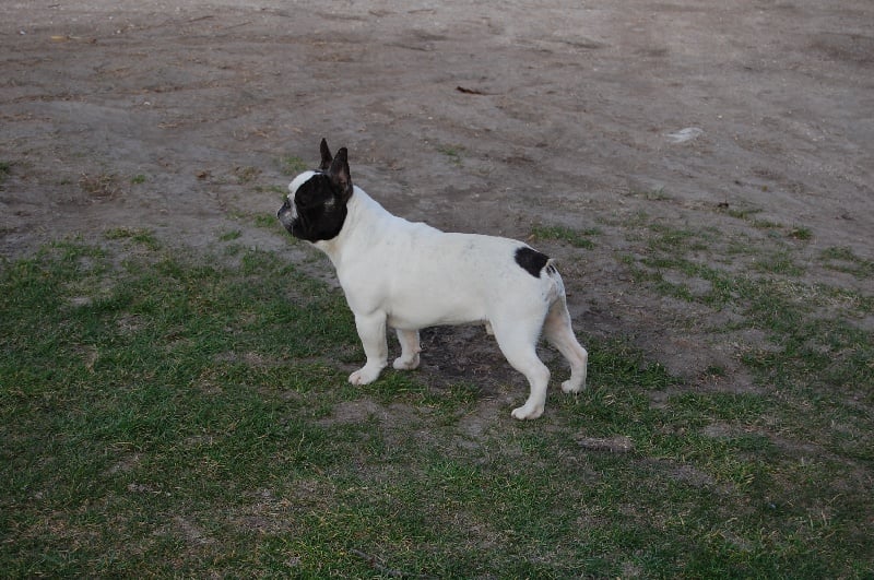 Ckiproko Bcbg Belle Carrure Belle Gueule