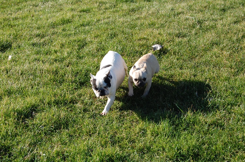 Cuddly intelligent amazing dite c.i.a. Bcbg Belle Carrure Belle Gueule