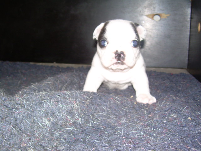 Cuddly intelligent amazing dite c.i.a. Bcbg Belle Carrure Belle Gueule