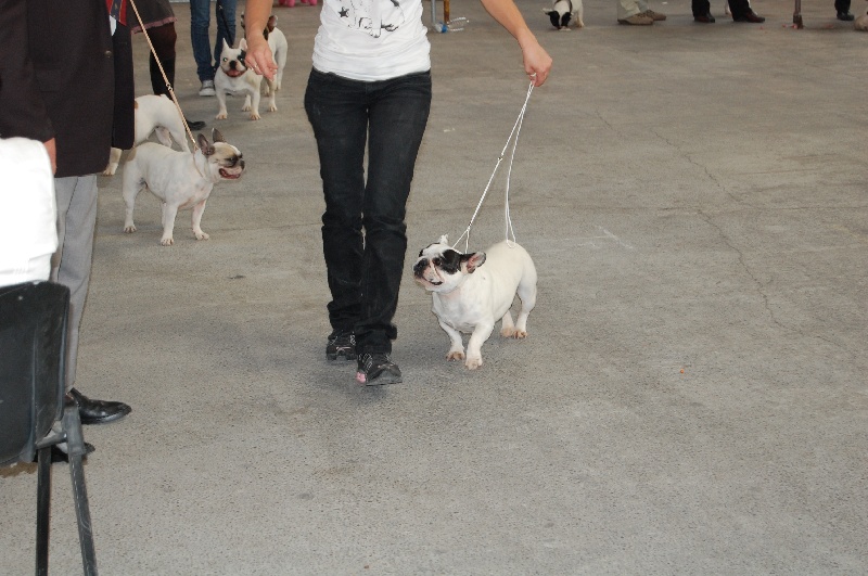 Cuddly intelligent amazing dite c.i.a. Bcbg Belle Carrure Belle Gueule