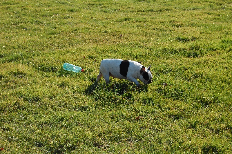 Cuddly intelligent amazing dite c.i.a. Bcbg Belle Carrure Belle Gueule